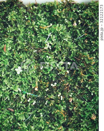 Green moss Green moss 32122173