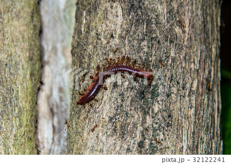 Dead centipede carried by ants to their nest 32122241