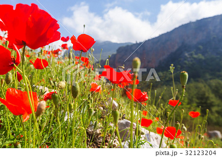 Poppy Poppy 32123204