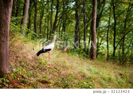 White stork walking on a green meadow, White stork walking on a green meadow, 32123423