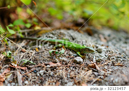 Green lizard on a background of pine bark. 32123457