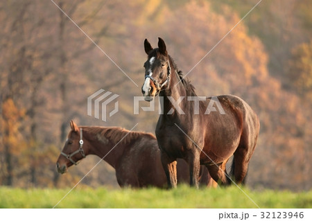 Horse on pasture at dusk 32123946