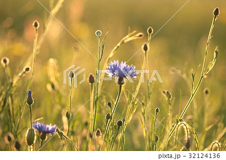 Cornflower in the field at dusk 32124136