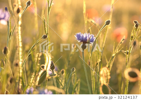 Cornflower in the field at dusk 32124137