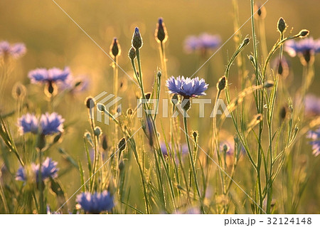 Cornflower in the field at dusk Cornflower in the field at dusk 32124148