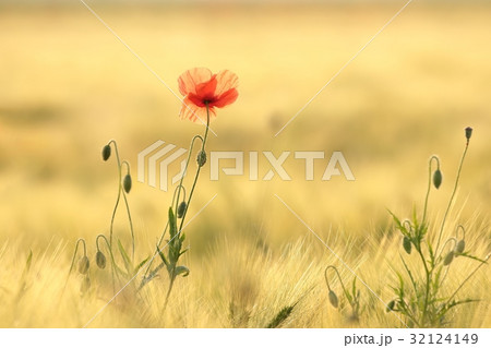 Poppy in the grain field 32124149