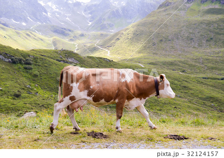 Brown and white cows Brown and white cows 32124157