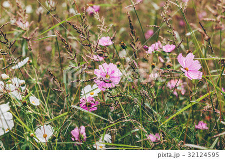 Wildflowers on a meadow 32124595