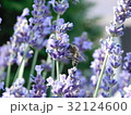 bees in garden 32124600
