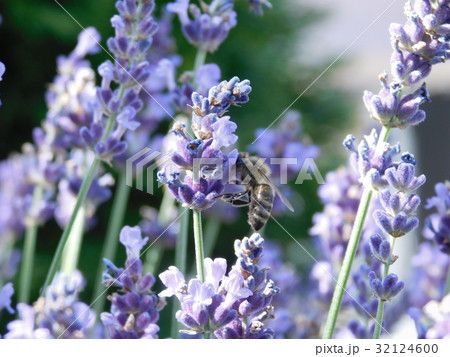 bees in garden 32124600