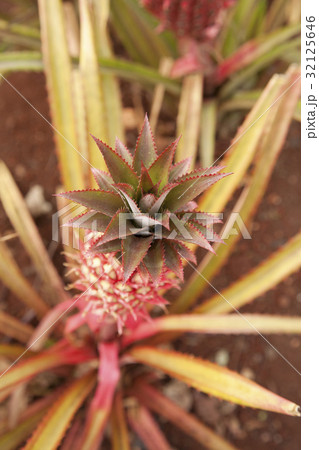 Red Pineapple 2 Red Pineapple 2 32125646