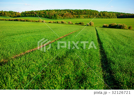 A green field, and a small forest under a blue sky 32126721