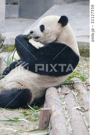 食事中のパンダ 32127556