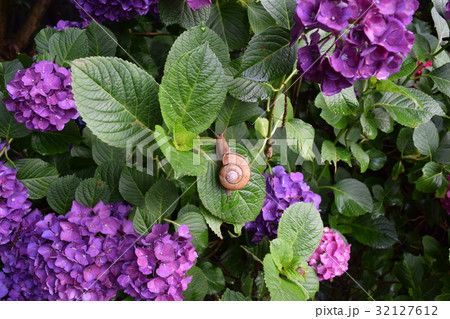 紫陽花・蝸牛 紫陽花・蝸牛 32127612