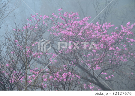 霧中アケボノツツジ2（徳島県勝浦郡上勝町アケボノ峠） 32127676