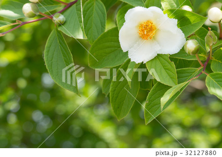 ナツツバキ　初夏 32127880