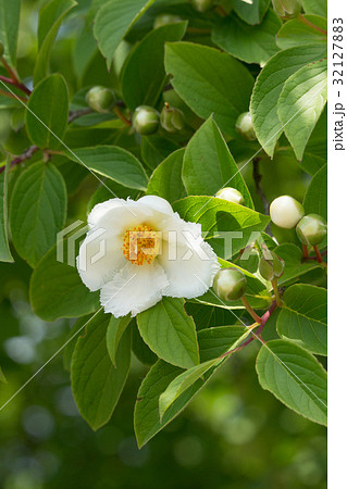 ナツツバキ　初夏 32127883