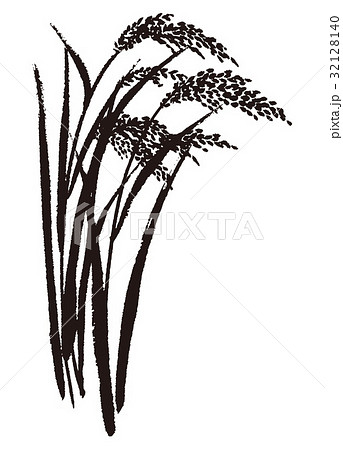 稲　水彩画　水墨画　 32128140