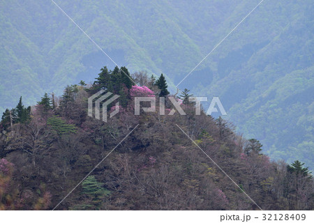 アケボノツツジ咲く峰（徳島県木沢村スーパー林道高城） 32128409