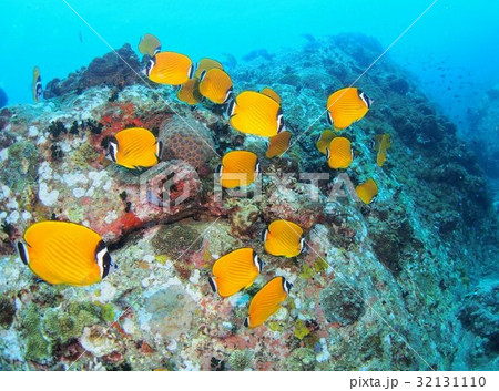 タイ・タオ島のツキチョウチョウウオ 32131110