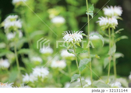 ワイルドベルガモットの花 ワイルドベルガモットの花 32131144