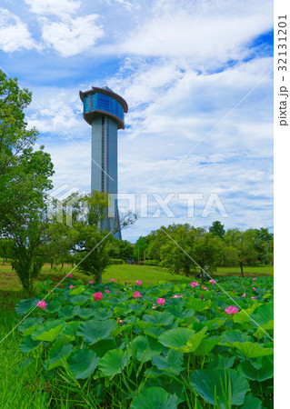 古代蓮の里 蓮池の行田蓮と展望台 古代蓮の里 蓮池の行田蓮と展望台 32131201