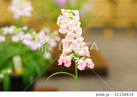 野生蘭の花 野生蘭の花 32138819