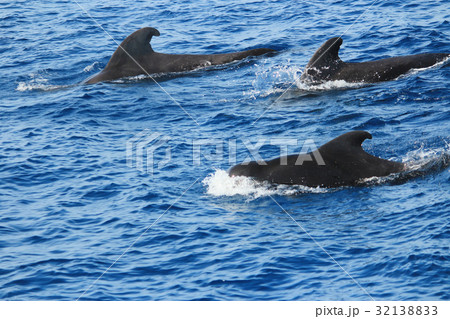 きれいな海でイルカやクジラの鑑賞 Dolphins and whales watching 32138833