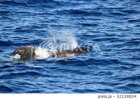 きれいな海でイルカやクジラの鑑賞 Dolphins and whales watching 32138834