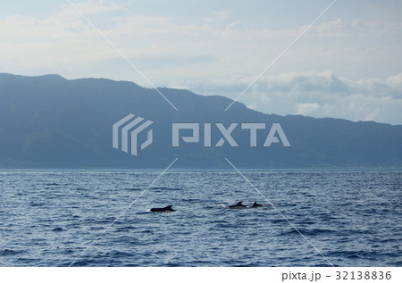 きれいな海でイルカやクジラの鑑賞 Dolphins and whales watching 32138836