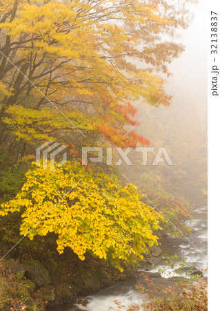 秋の黄葉イメージ_霧 秋の黄葉イメージ_霧 32138837