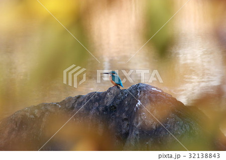 カワセミ (翡翠) その11。 Common kingfisher 32138843