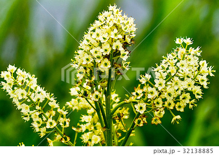 利尻礼文サロベツ国立公園利尻 利尻礼文サロベツ国立公園利尻 32138885