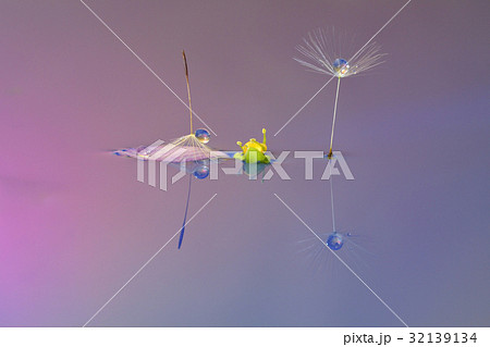 水滴写真 タンポポ綿毛と野草 水滴写真 タンポポ綿毛と野草 32139134