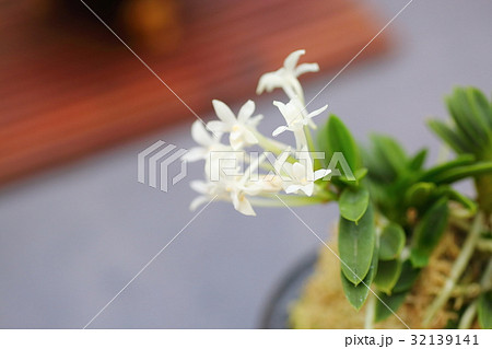 富貴蘭の花 富貴蘭の花 32139141