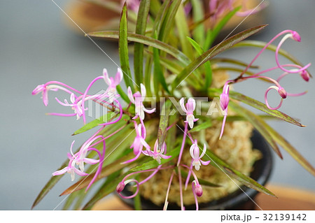 富貴蘭の花 32139142