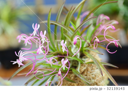 富貴蘭の花 32139143