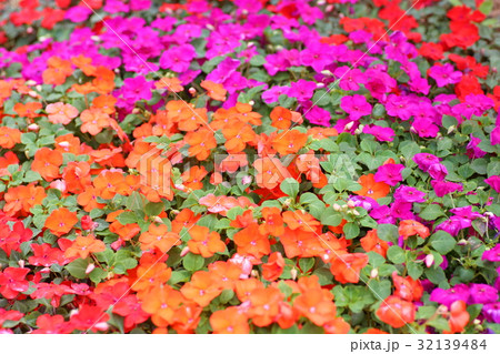 インパチェンスの花 インパチェンスの花 32139484