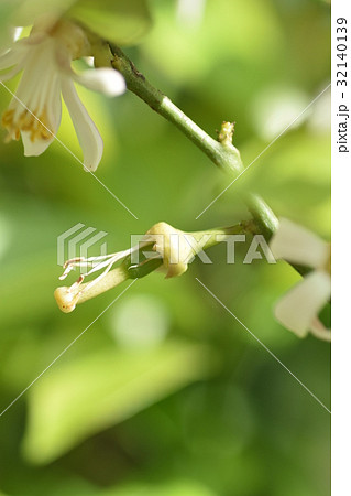レモンの新芽・花芽・花・結実 レモンの新芽・花芽・花・結実 32140139