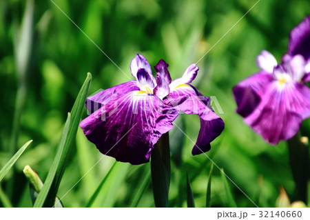 花菖蒲、紫、智光山公園 32140660