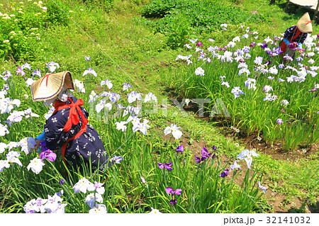 早乙女姿の花柄摘み 早乙女姿の花柄摘み 32141032