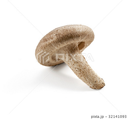 しいたけ (バック飛ばし) しいたけ (バック飛ばし) 32141093