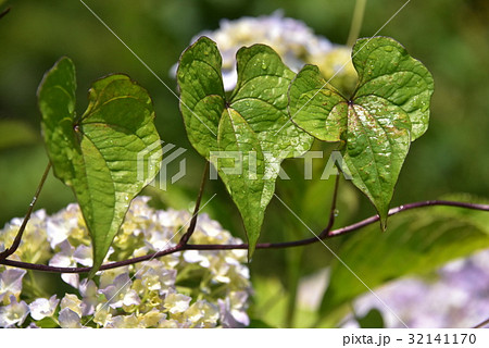 山芋の葉っぱ 32141170
