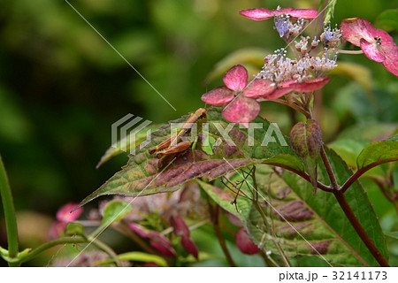 トノサマバッタとアジサイ 32141173