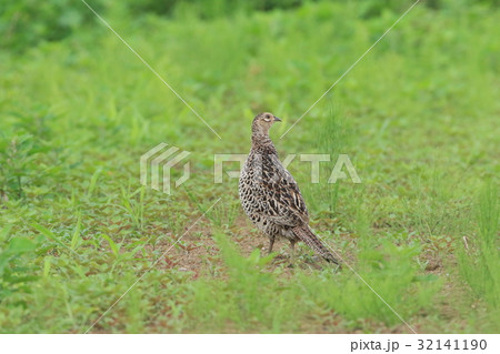 キジの雌 32141190