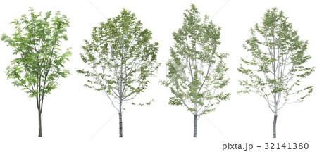 trees trees 32141380