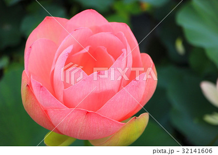 古代蓮の里　蓮の花　甲斐姫 32141606