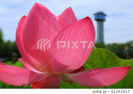 古代蓮の里　行田蓮と展望台 32141617