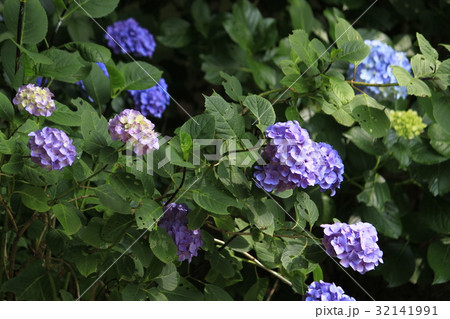 紫陽花 紫陽花 32141991