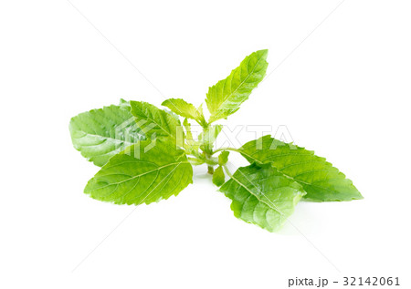 closed up of Holy basil leaf isolated on white 32142061